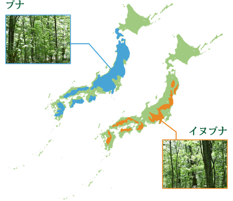 ブナとイヌブナの違い