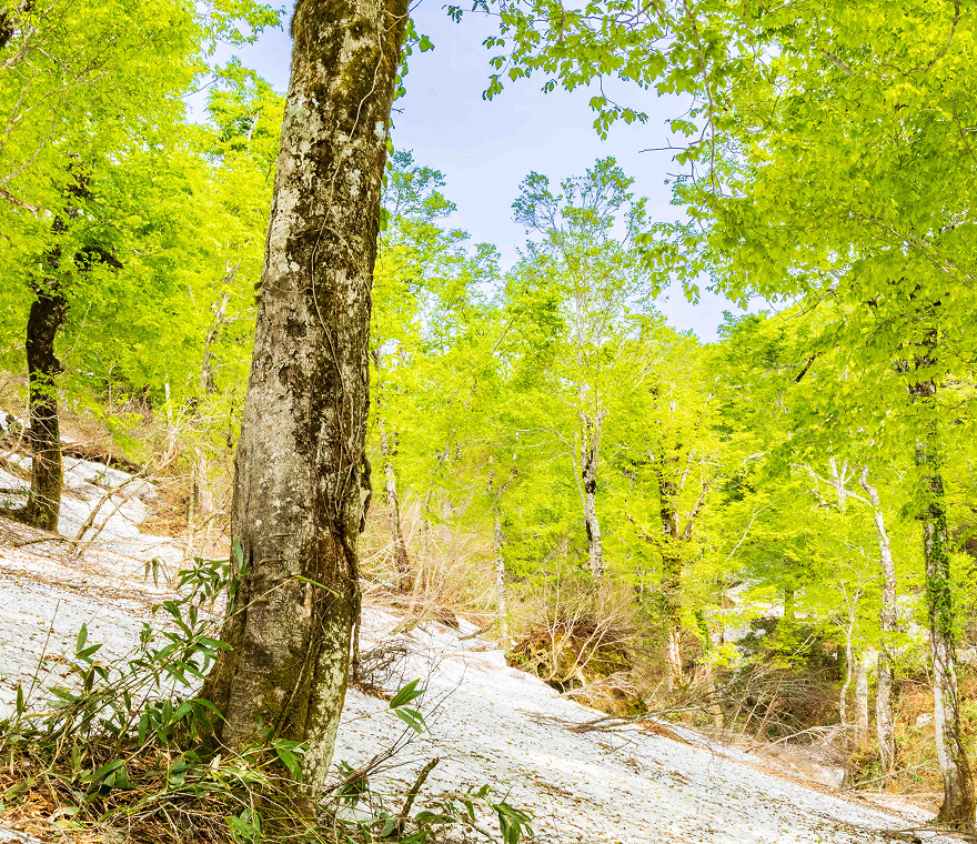 白神山地世界遺産センター　藤里館